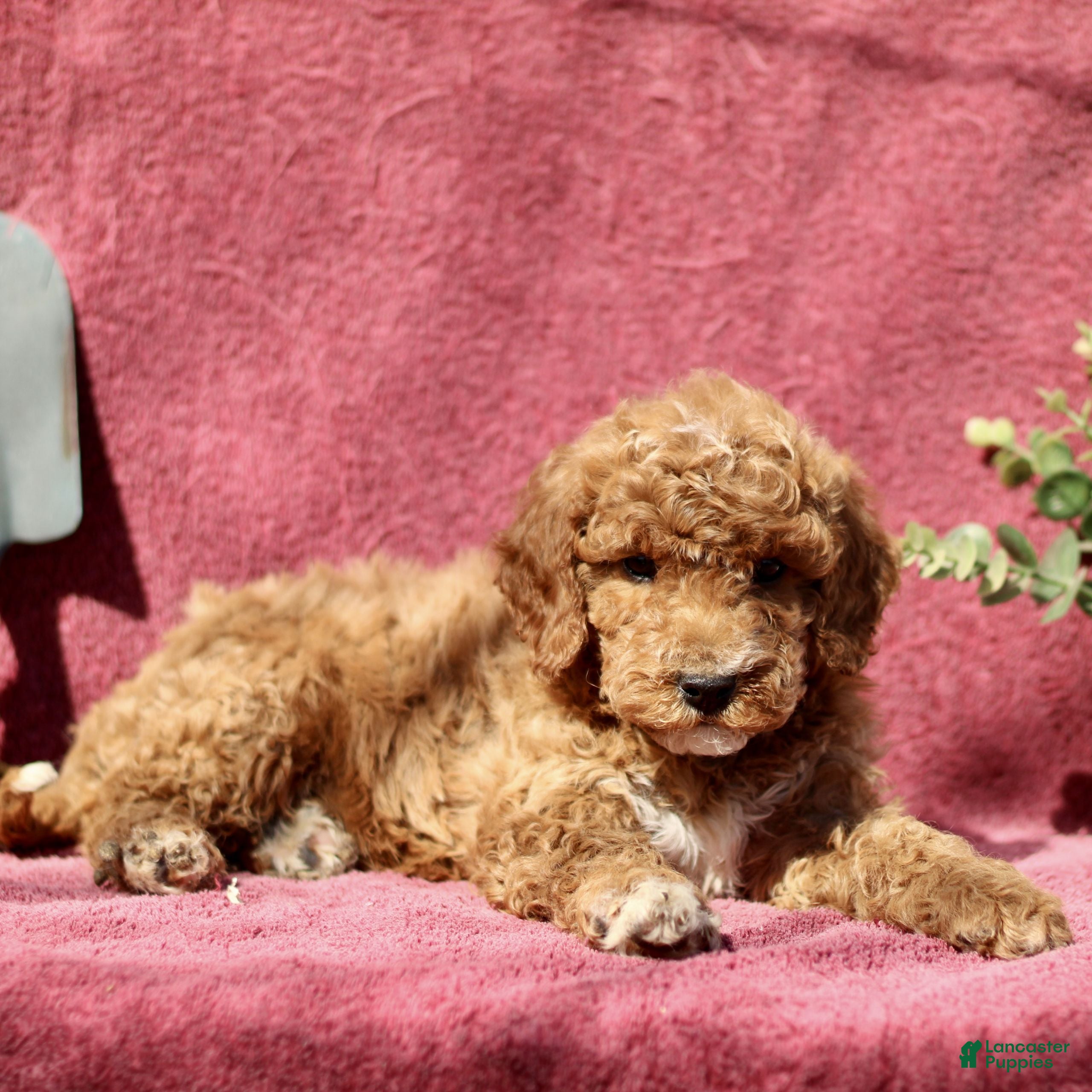 Mini Goldendoodle dogs Cassidy - Ad 1