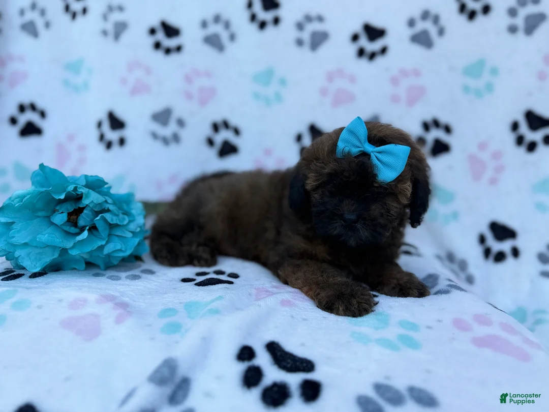 Shihpoo dogs for sale: Stormy - Ad 4