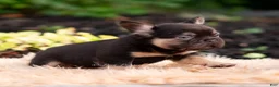 French Bulldog dogs for sale: Han solo - Ad 6