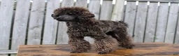 Toy Poodle dogs for sale: Barracuda (Cuda)  - Ad 5
