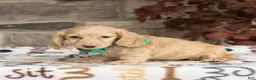 Miniature Dachshund dogs for sale: Zola - Ad 3