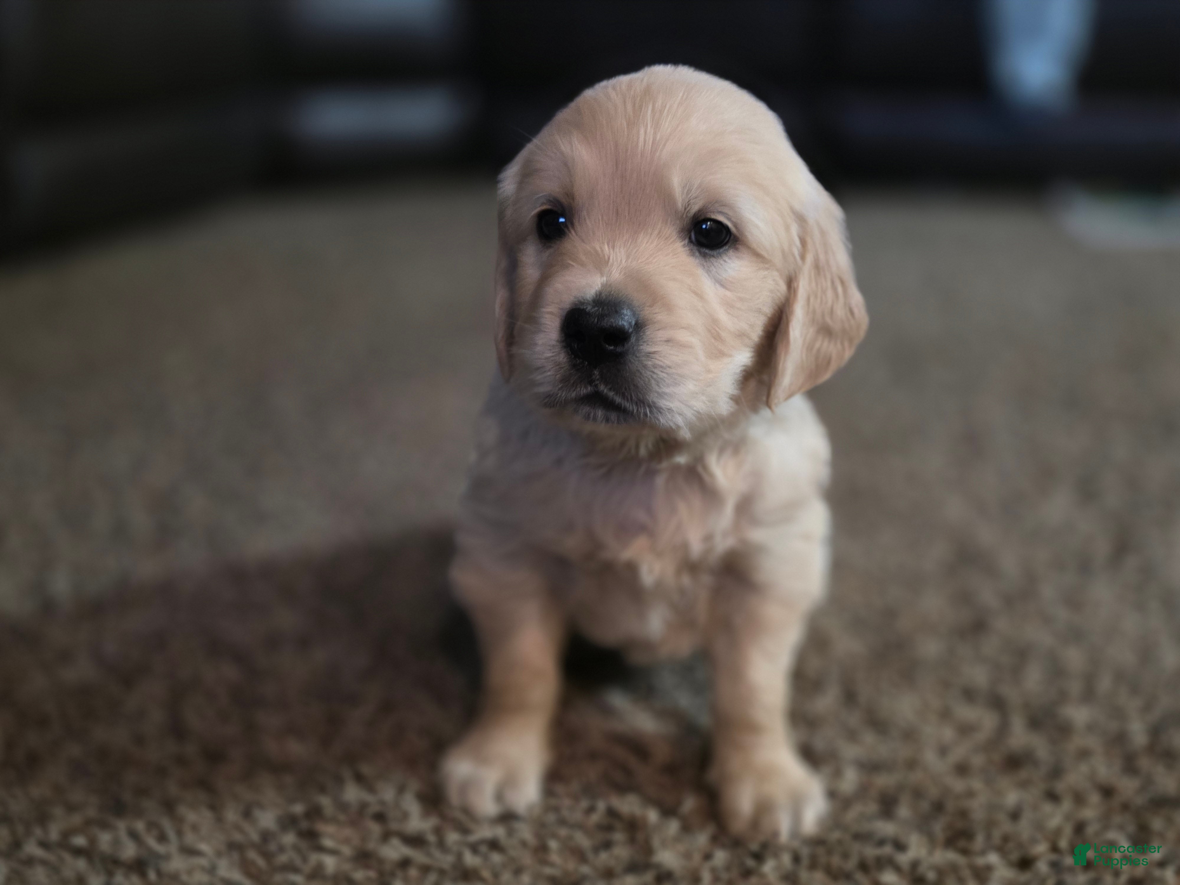 Golden Retriever dogs Cheerio, Champion Sired - Ad 2