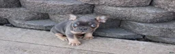 French Bulldog dogs for sale: Harry - Ad 4
