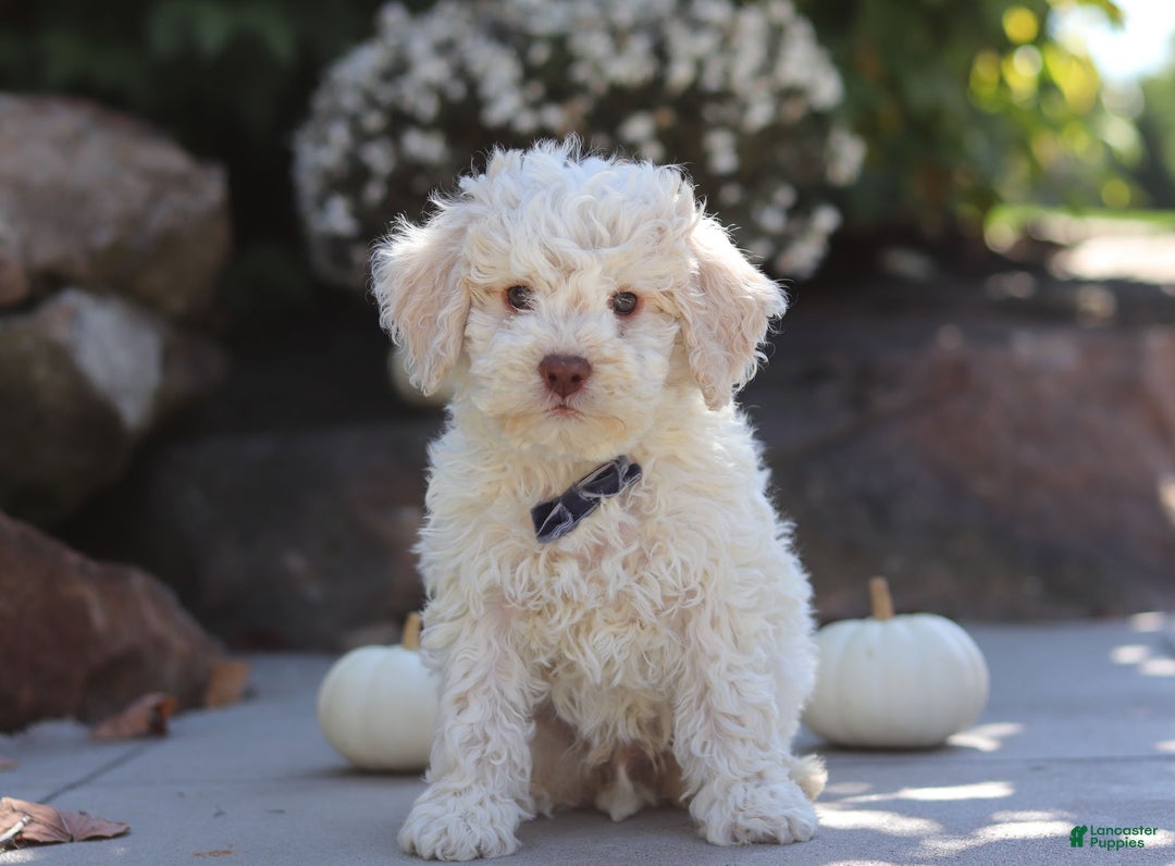 Lagotto Romagnolo dogs for sale: Zane - Ad 1