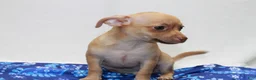 Chihuahua dogs for sale: Chihuahua 1 - Ad 5