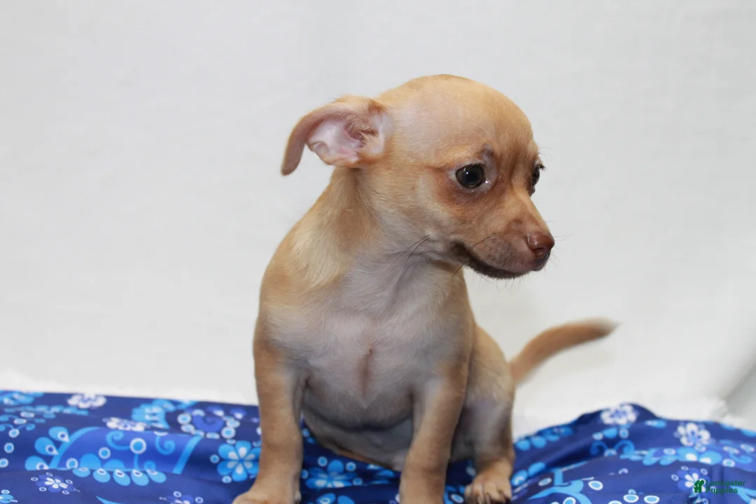 Chihuahua dogs for sale: Chihuahua 1 - Ad 5