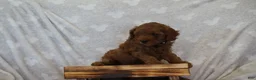 Miniature Poodle dogs for sale: Frankie - Ad 6