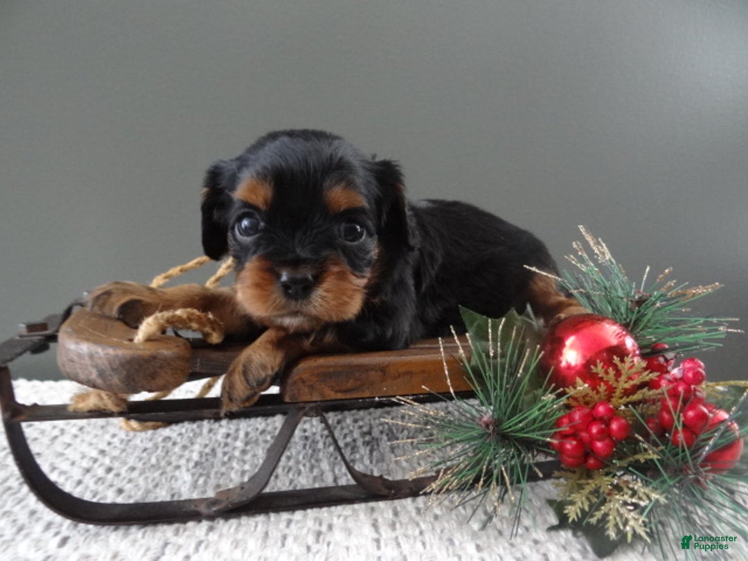 Cavalier King Charles Spaniel dogs for sale: Rosa - Ad 4