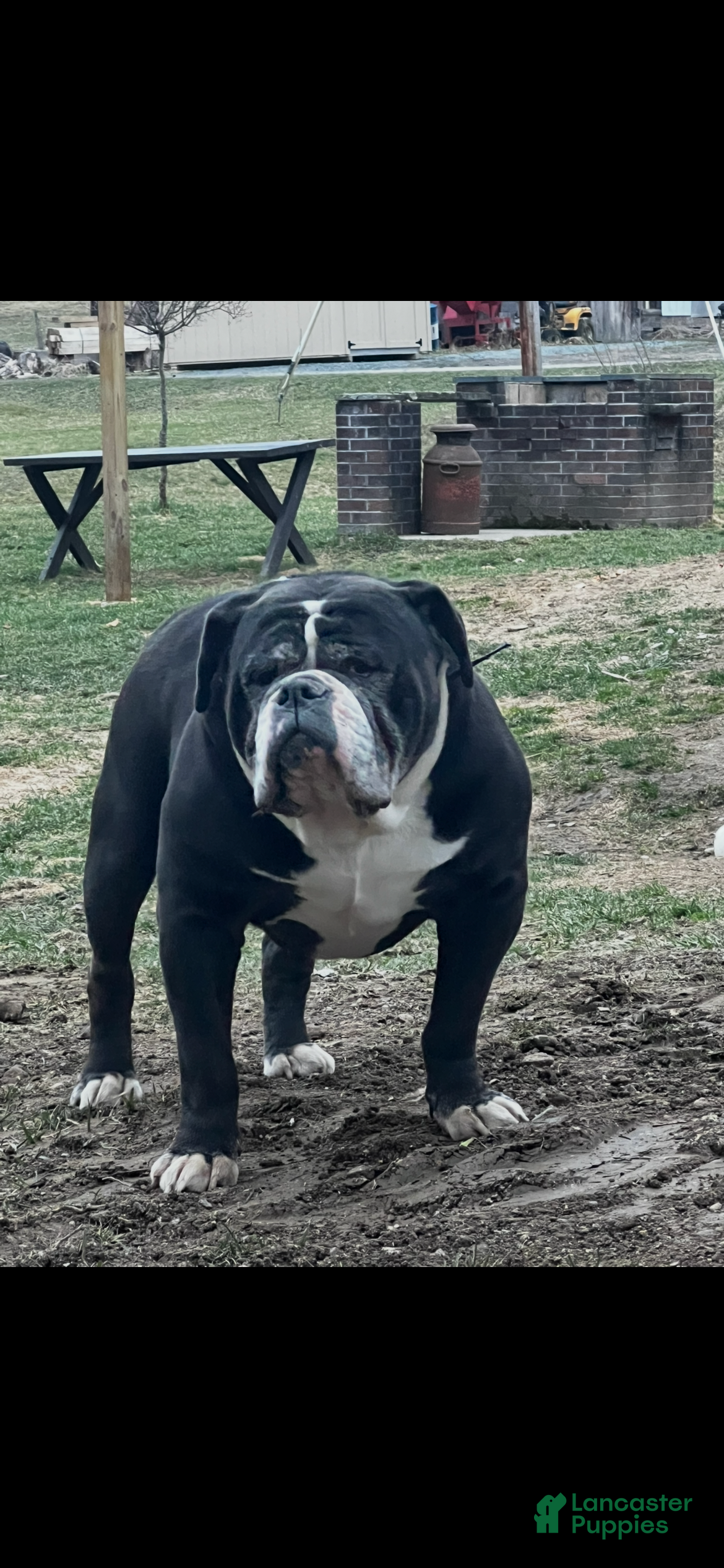 Olde English Bulldogge dogs Father - Olde English Bulldogge  - Ad 1