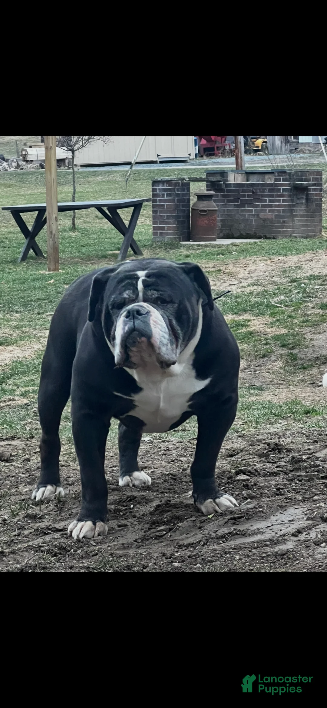 Olde English Bulldogge dogs for sale: Father - Olde English Bulldogge  - Ad 1