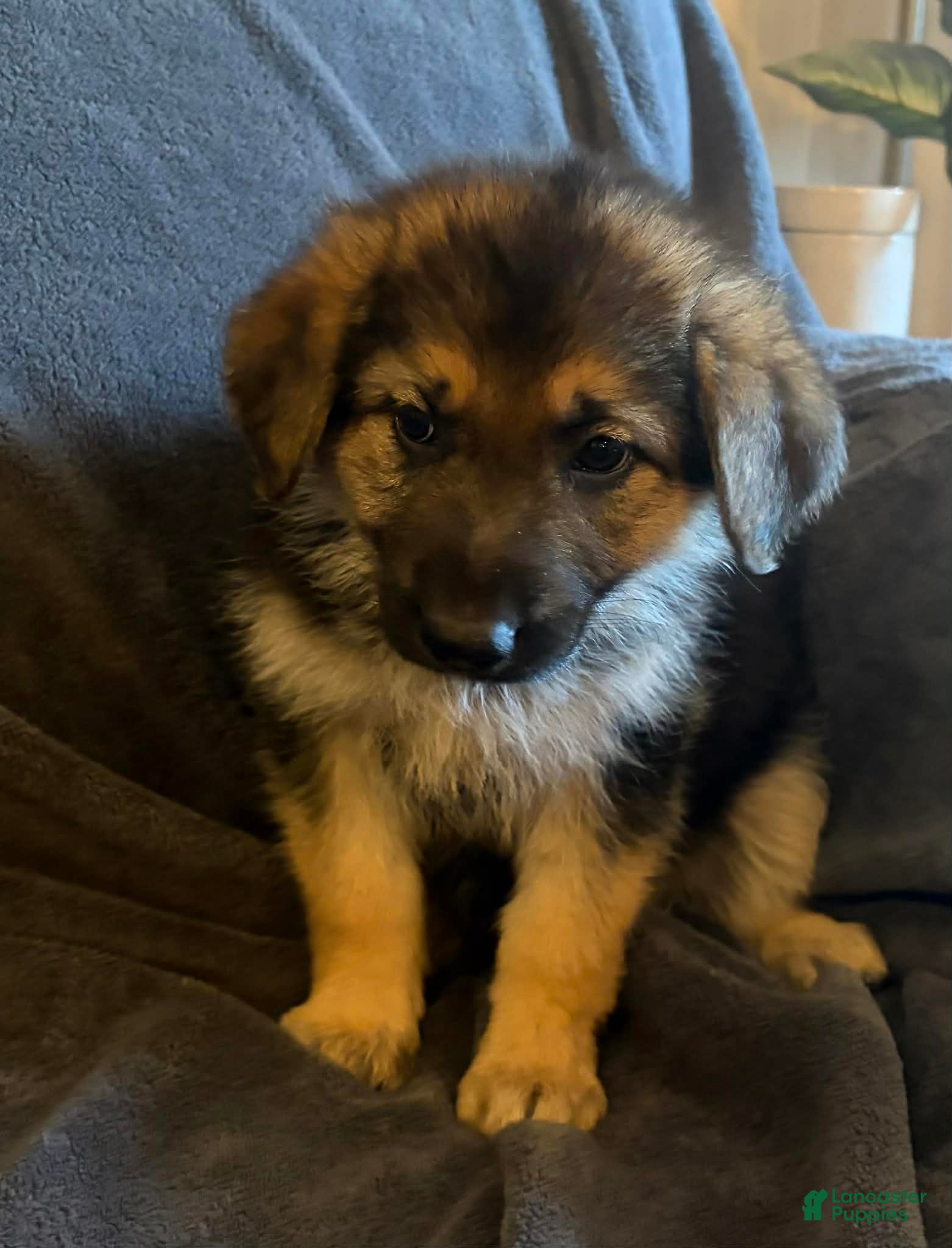 German Shepherd dogs German Shepherd Puppy 1 - Ad 26