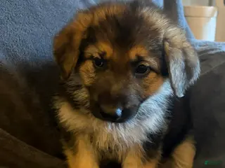 German Shepherd dogs German Shepherd Puppy 1 - Ad 26