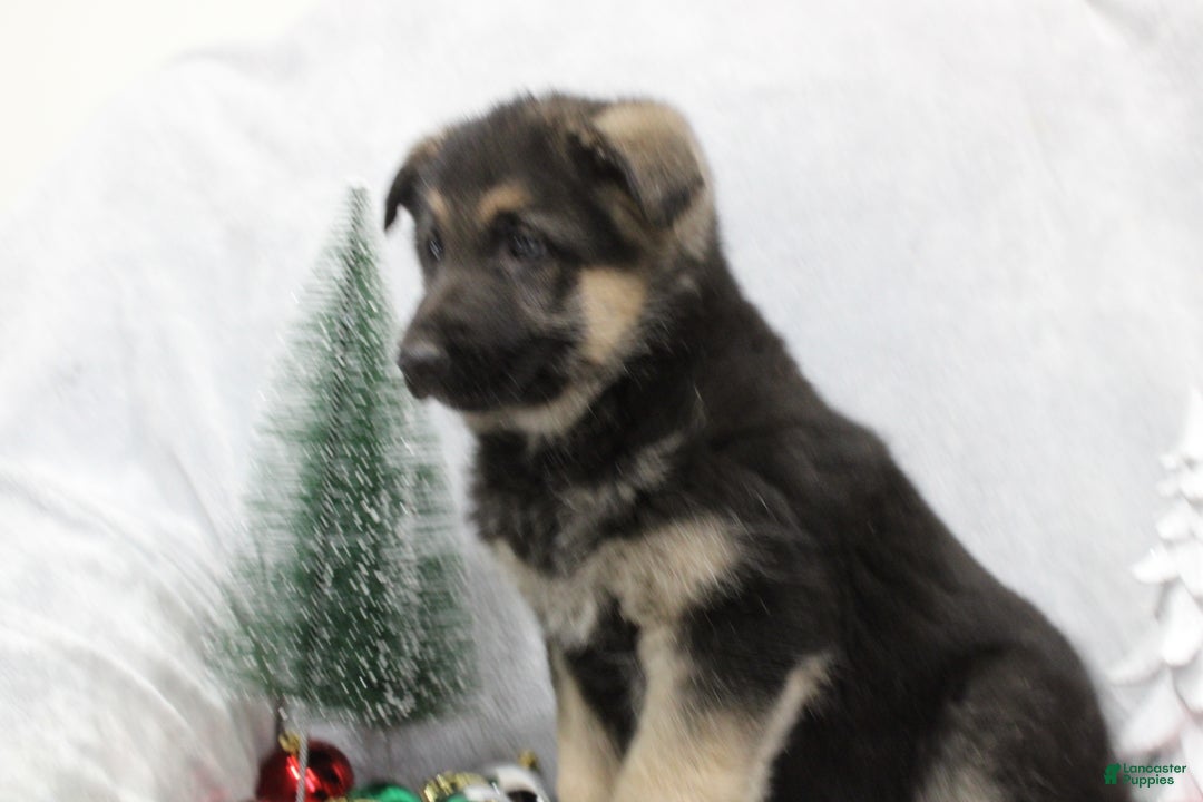 German Shepherd dogs for sale: Aspen - Ad 8