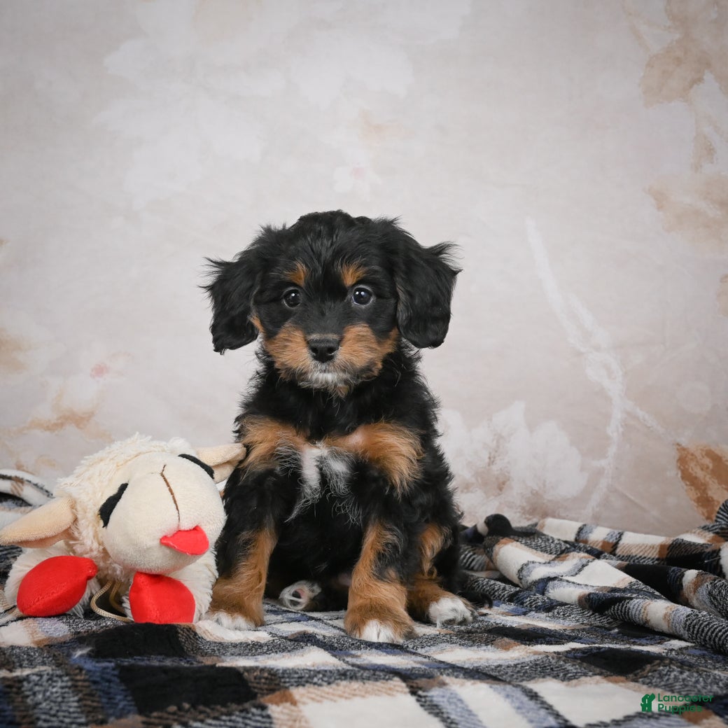 Bernedoodle dogs Gracie - Ad 14