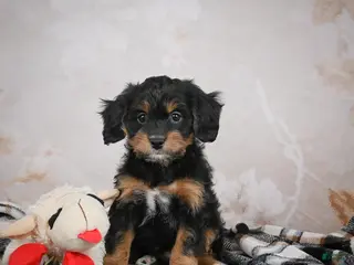 Mini Bernedoodle dogs Gracie - Ad 21