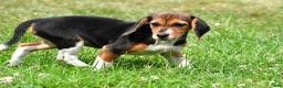Beagle dogs for sale: Vicki - Ad 9