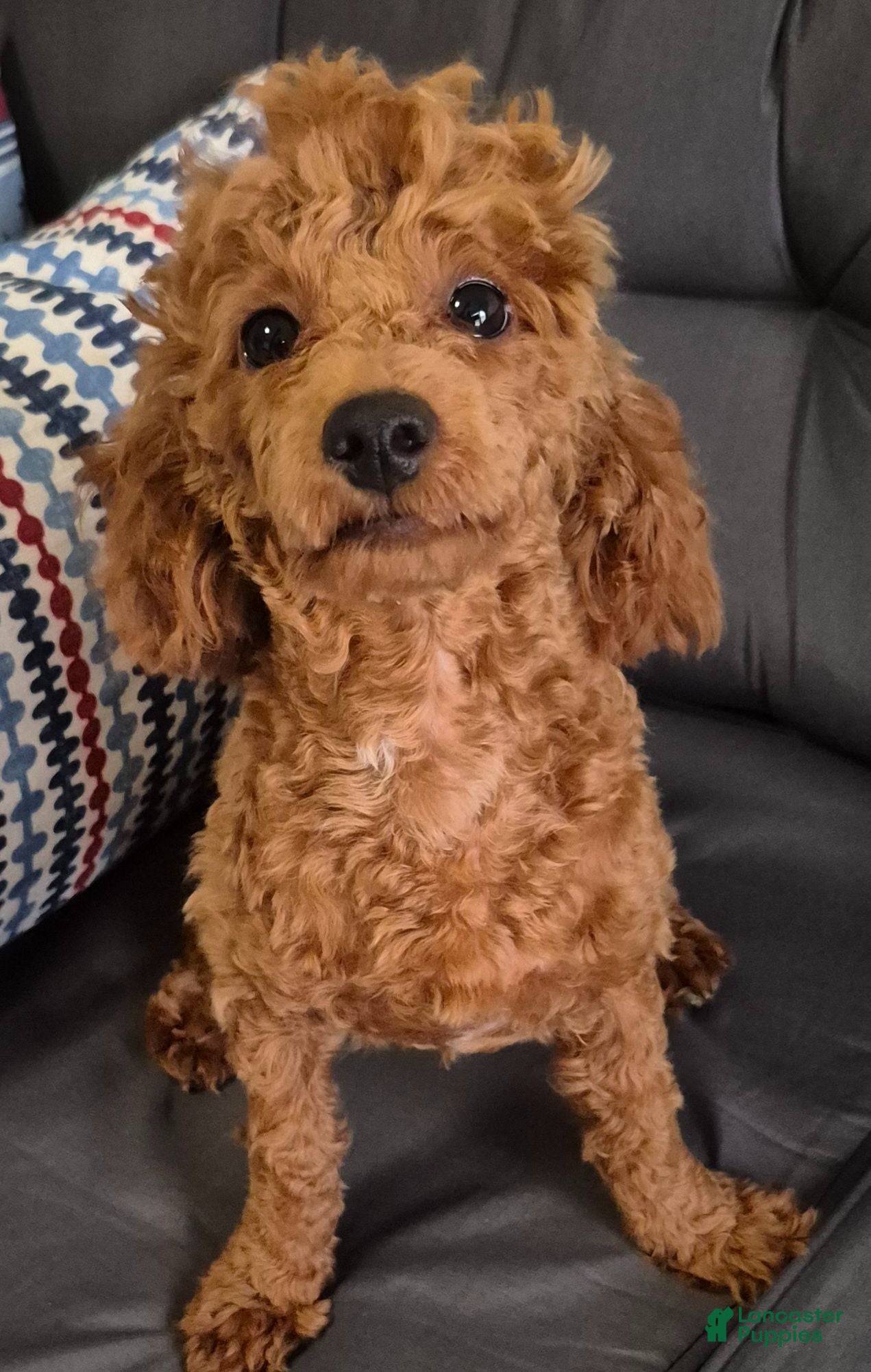 Toy Poodle dogs Jaz - Ad 2
