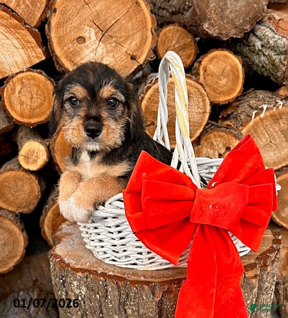 Mixed Breed dogs Levi - Ad 36