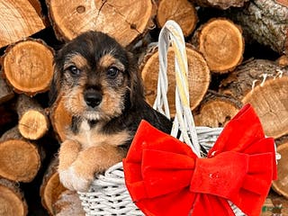 Mixed Breed dogs Levi - Ad 36