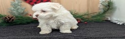 Havanese dogs for sale: Zeus - Ad 4