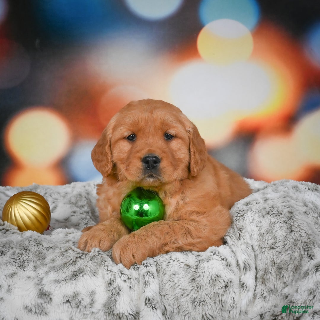 Golden Retriever dogs for sale: Chloe - Ad 7