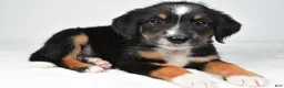 Mixed Breed dogs for sale: Rondo - Ad 7