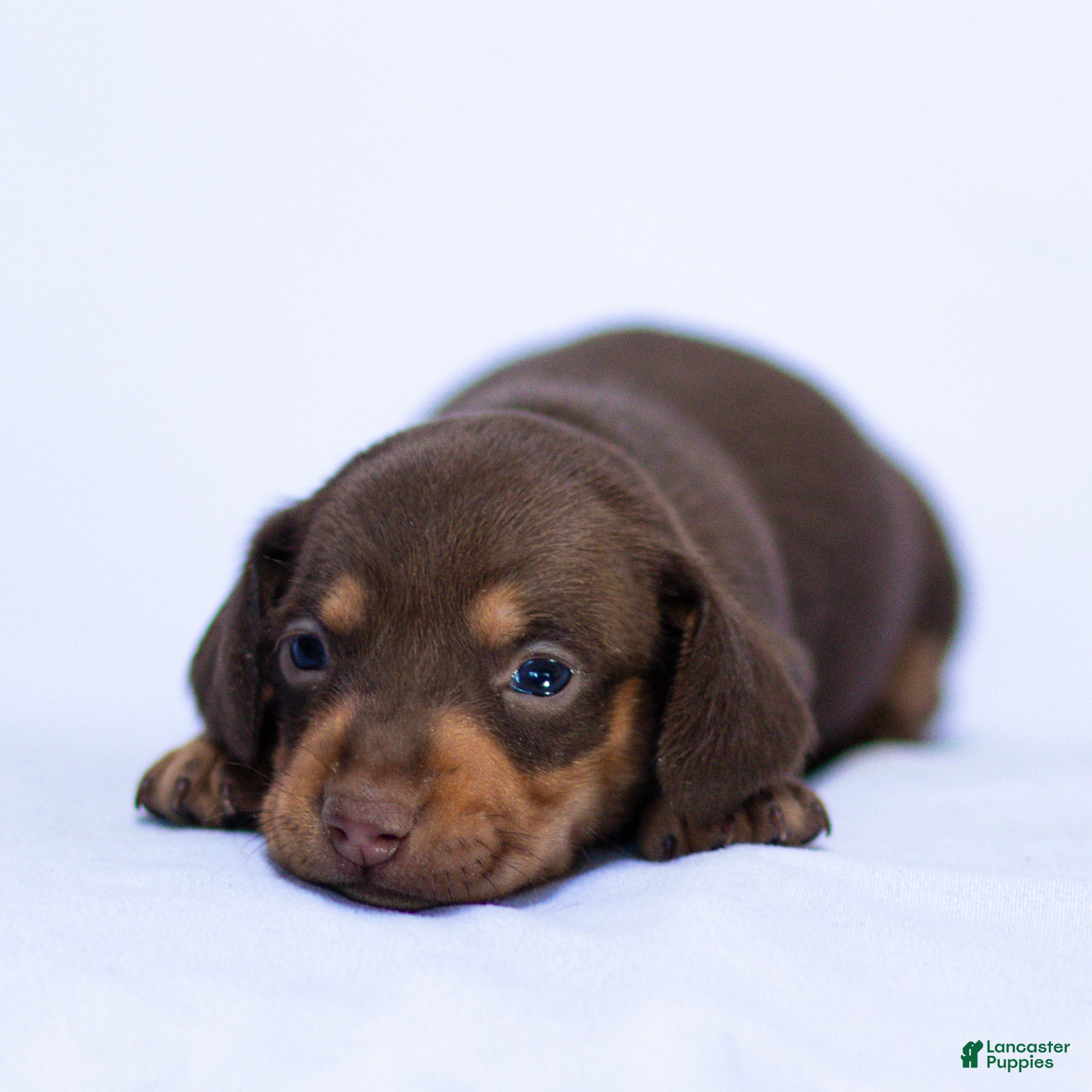 Miniature Dachshund dogs Hank Miniature Dachshund Puppy  - Ad 2