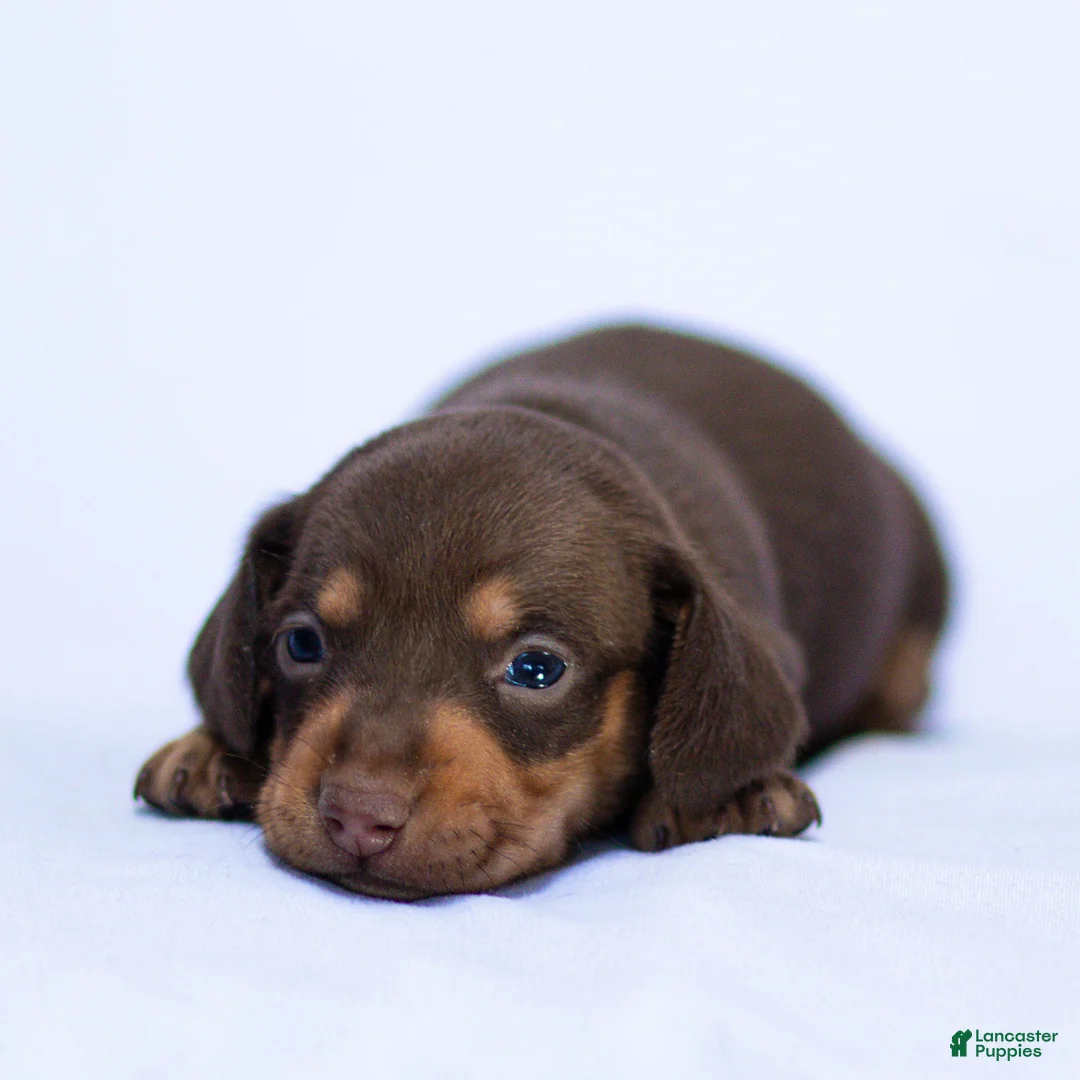 Miniature Dachshund dogs for sale: Hank Miniature Dachshund Puppy  - Ad 2