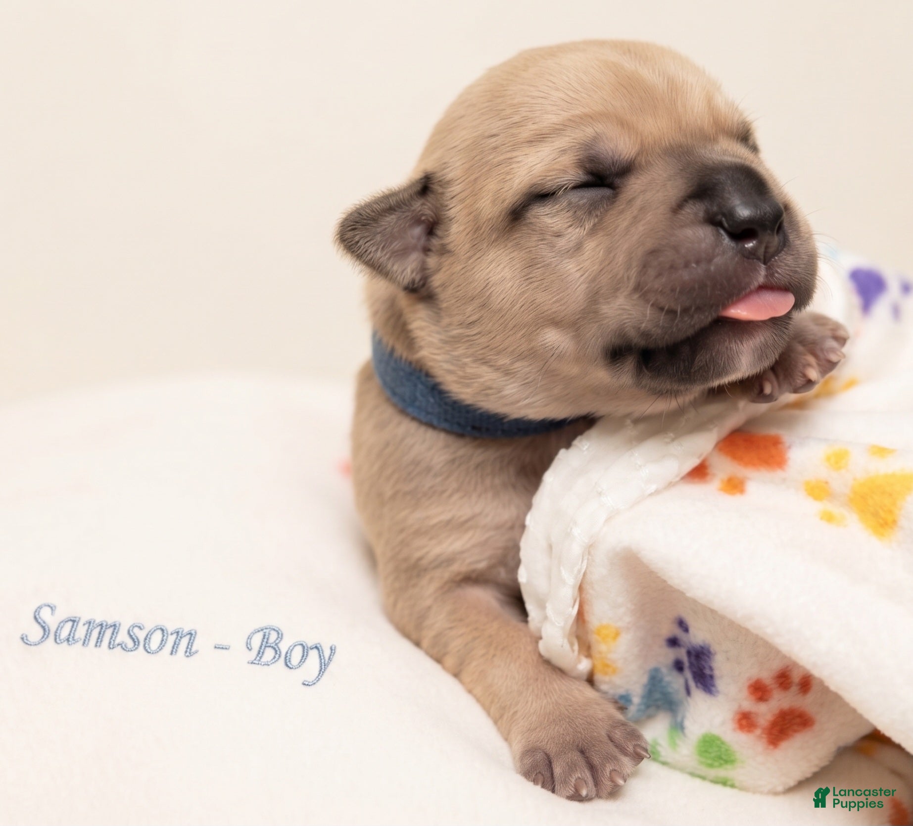 American Bully dogs Samson - Ad 8