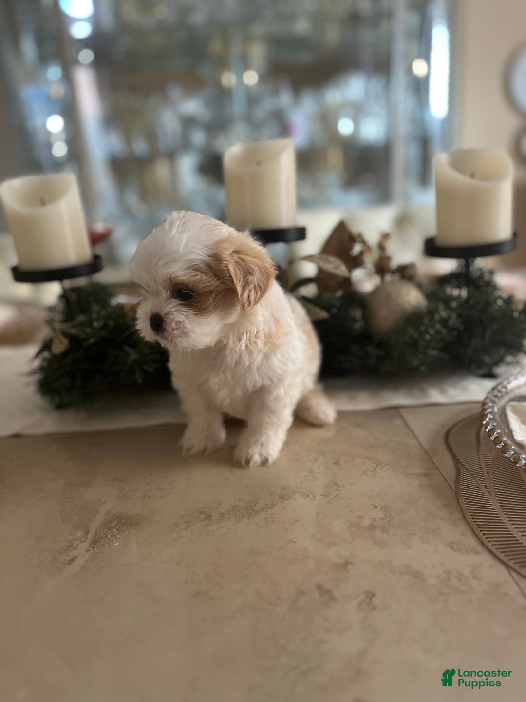 Shih Tzu dogs for sale: Rose - Ad 10