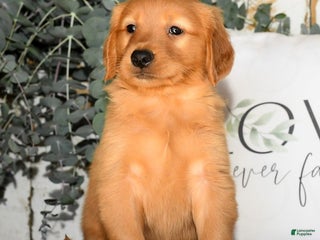 Golden Retriever dogs - Ad 29