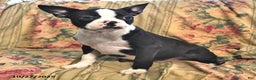 Boston Terrier dogs for sale: Molly - Ad 4