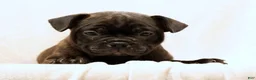 Frenchton dogs for sale: Jip - Ad 8