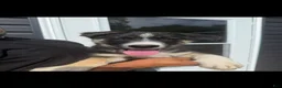 Gerberian Shepsky dogs for sale: Gerberian Shepsky 1 - Ad 4