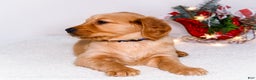 Golden Retriever dogs for sale: Abel - Ad 5