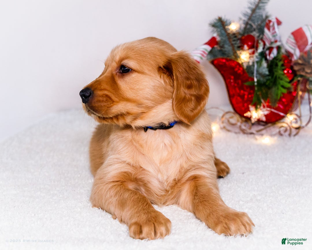 Golden Retriever dogs for sale: Abel - Ad 5