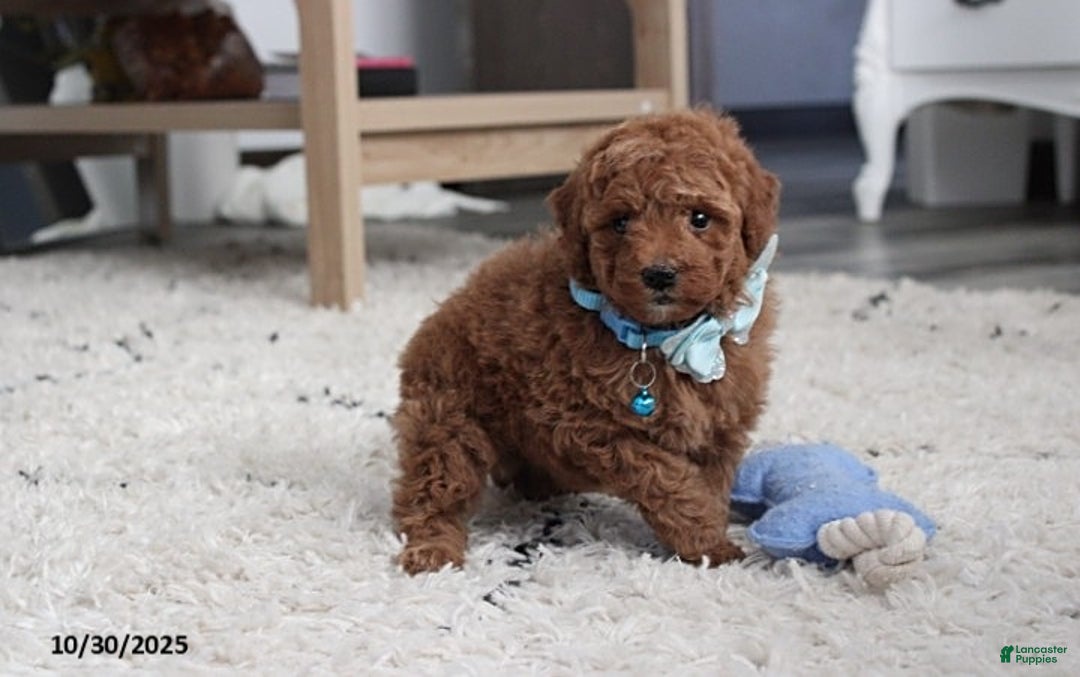 Toy Poodle dogs for sale: Patrick - Ad 20