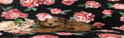 Yorkiepoo dogs for sale: Avery - Ad 5