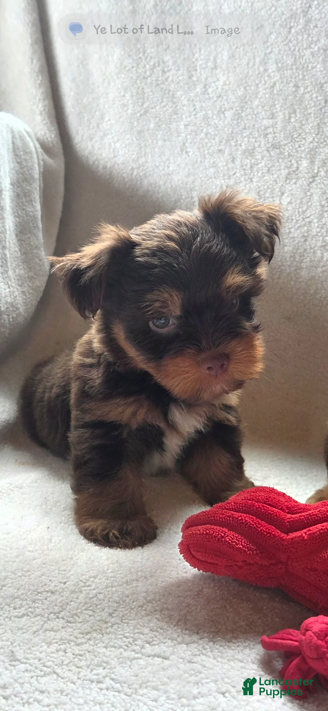 Yorkshire Terrier dogs for sale: Griz  - Ad 1