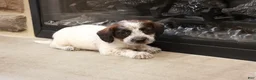 Jackapoo dogs for sale: Jethro - Ad 3