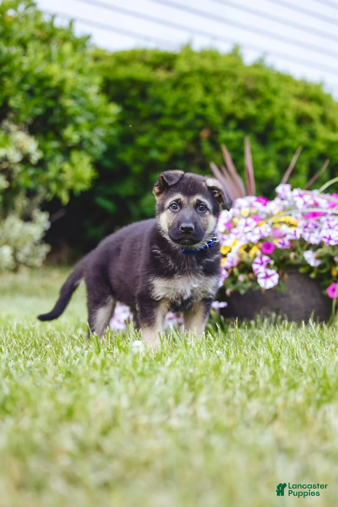 German Shepherd dogs for sale: Duke - Ad 1