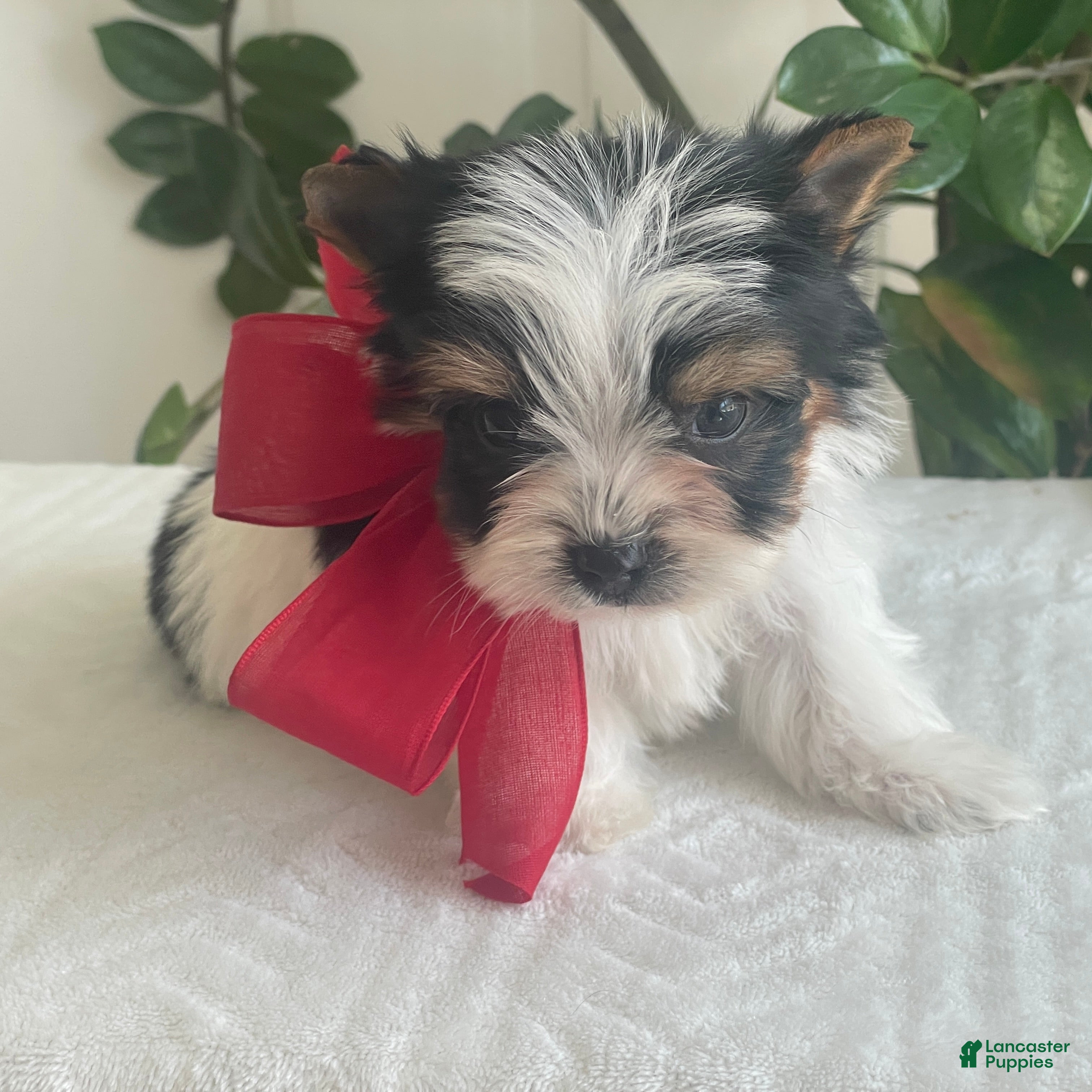 Biewer Terrier dogs Tiny Zac - Ad 1