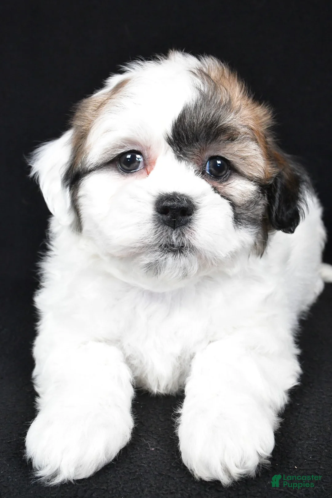 Teddy Bear dogs for sale: mauren - Ad 8