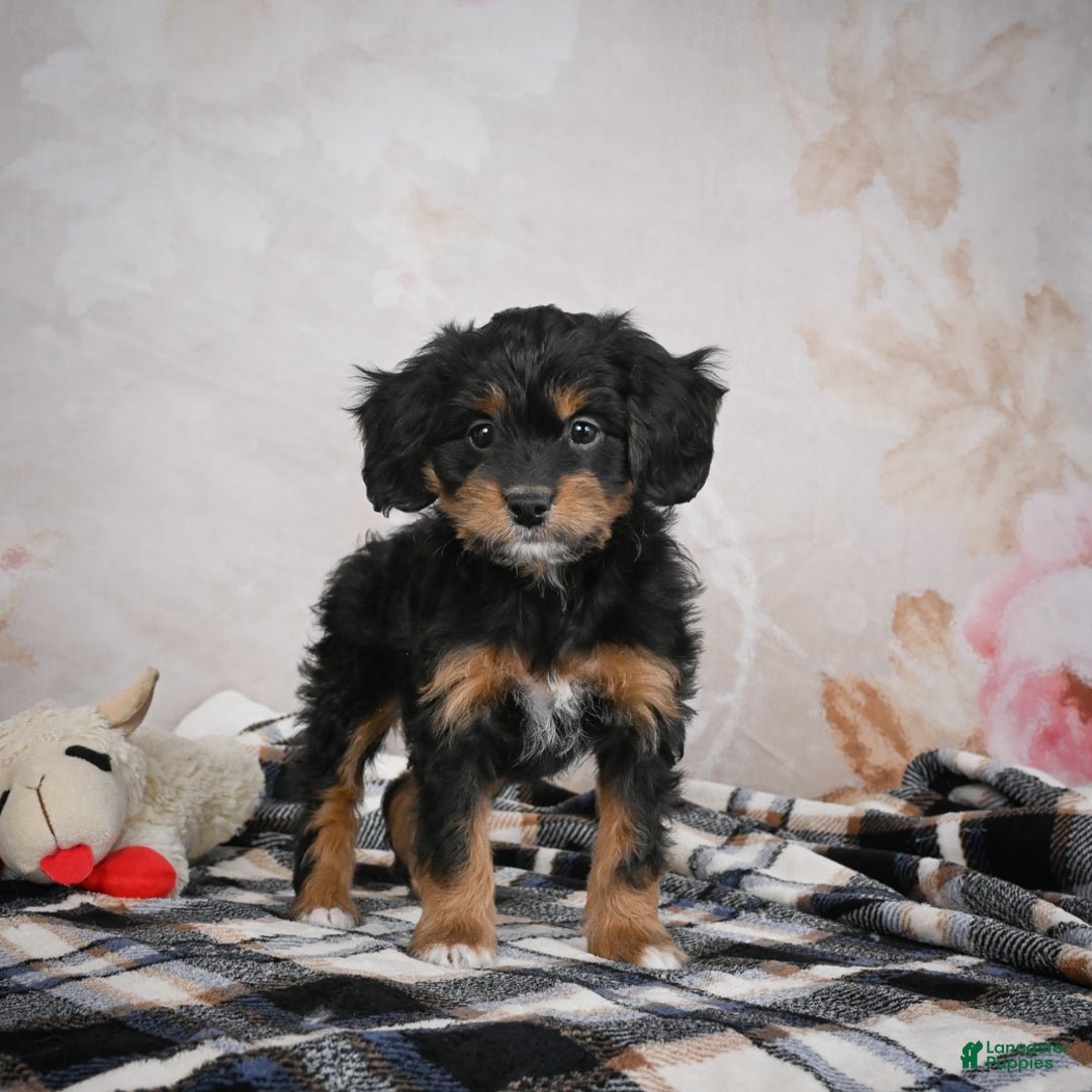 Bernedoodle dogs for sale: Gracie - Ad 5