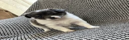 Chihuahua dogs for sale: Navaeh - Ad 5