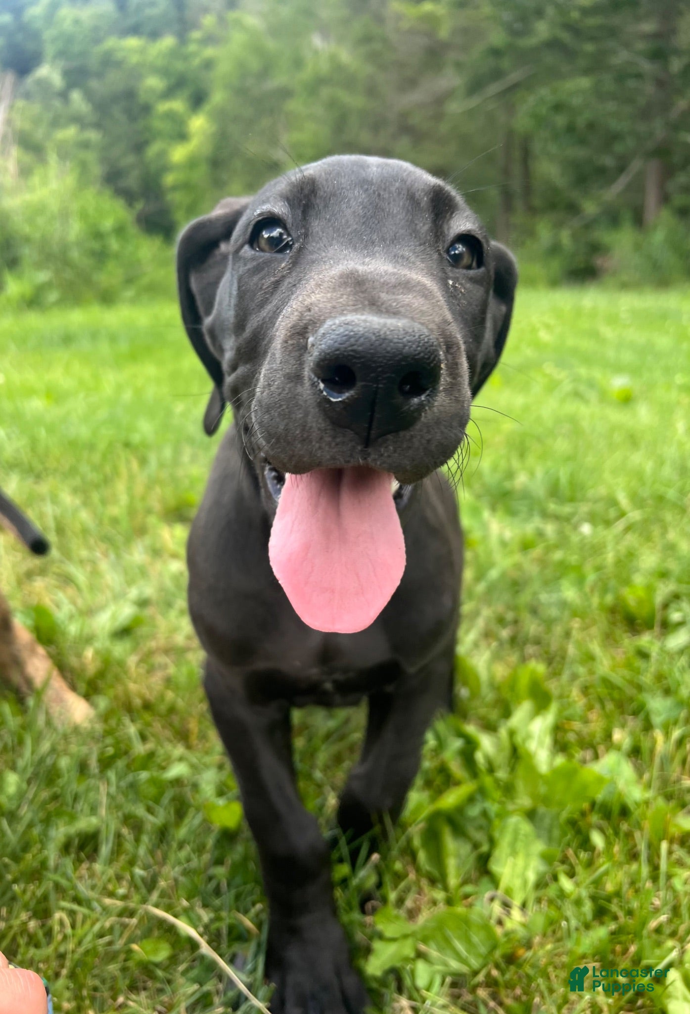 Great Dane dogs Roma - Ad 2