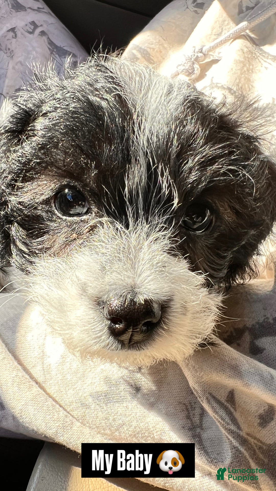 Cavapoo dogs for sale: Chloe - Ad 1