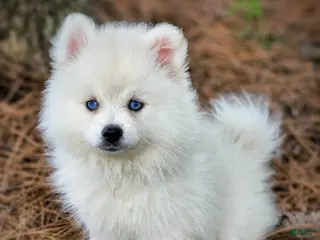 Pomsky dogs Pomsky Puppy Boy - 5 of 5 - Ad 21