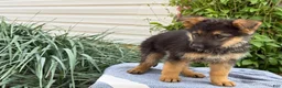 German Shepherd dogs for sale: Griffin - Ad 3