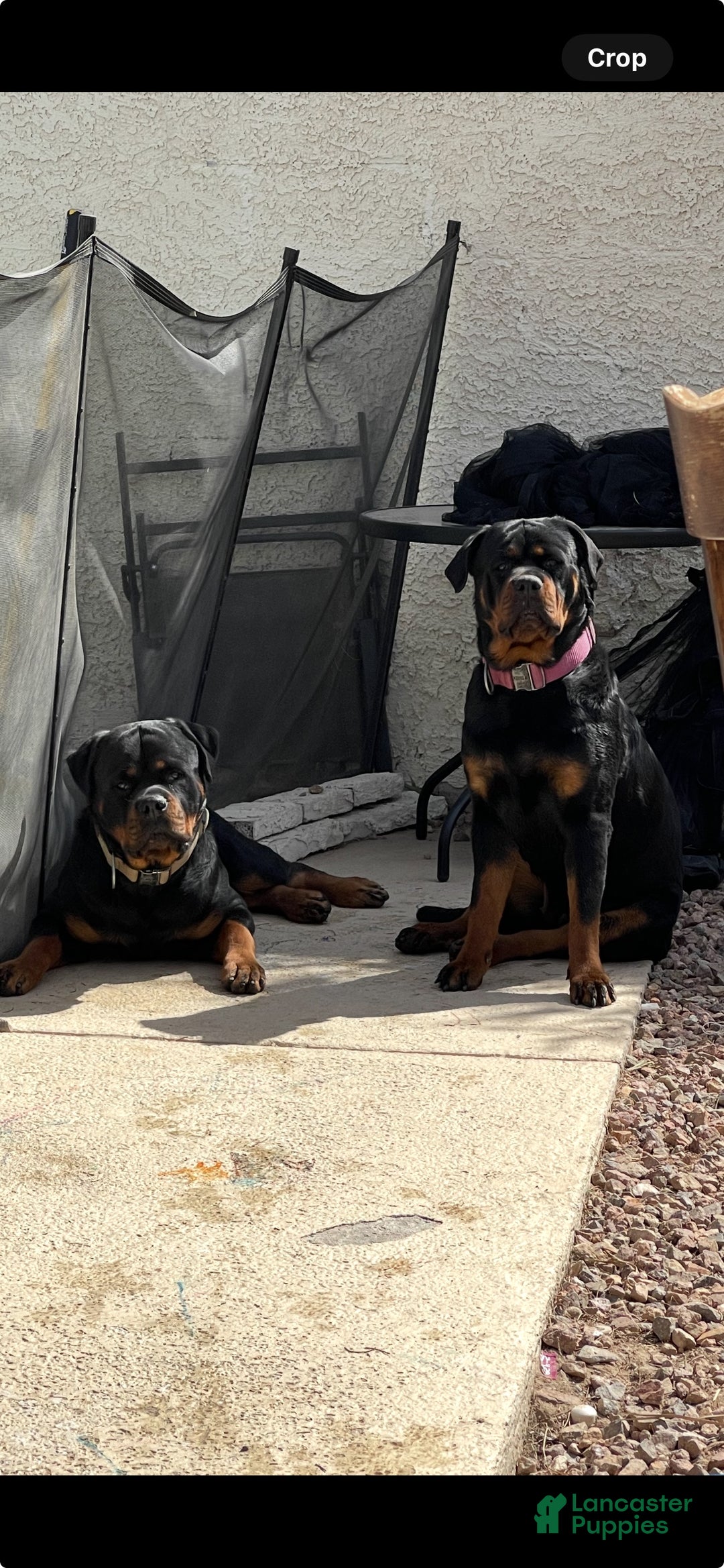 Rottweiler dogs for sale: 2nd Pick Male - Ad 1